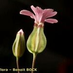 Vaccaria hispanica 花
