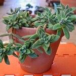 Crassula capitella ഇല