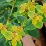 Euphorbia flavicoma Floare