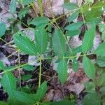 Aralia hispida Folha