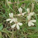 Pelargonium quinquelobatum Flor