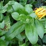 Calendula officinalis Hoja