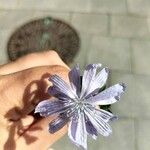 Cichorium intybusFlower