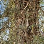 Prosopis cineraria Bark