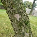 Malus pumila кора