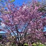 Prunus sargentii عادت داشتن