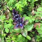 Ajuga pyramidalis 花