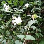 Lantana achyranthifolia Квітка
