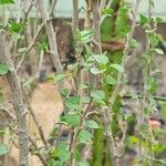 Euphorbia misera List