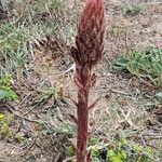 Orobanche foetida Levél