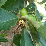 Quercus serrata 果実