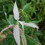 Salix eriocephala Blatt