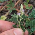 Indigofera microcarpa Blüte