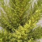 Cupressus macrocarpa 叶