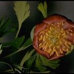Paeonia brownii Fiore