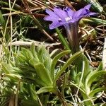 Gentiana pyrenaica Habit