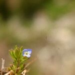 Veronica verna Blüte