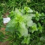 Urtica urens Ліст