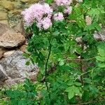Thalictrum aquilegiifolium Blomst