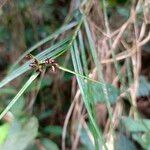 Scleria secans Цвят