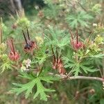 Geranium carolinianumফুল