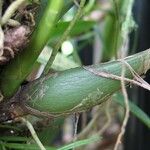 Prosthechea chacaoensis Fruit