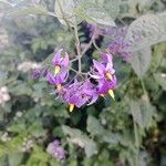 Solanum dulcamara Floare