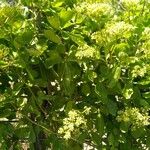 Cissus trifoliata Hoja