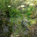 Leucanthemum graminifolium Хабит