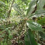 Palisota hirsuta Habitat