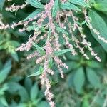 Gesnouinia arborea Flower