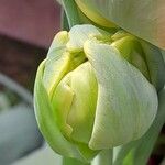 Tulipa spp. ᱮᱴᱟᱜ