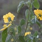 Abutilon bidentatum Flor