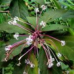 Clerodendrum quadriloculare Kvet