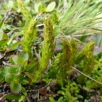 Selaginella selaginoides Folha