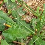 Hypochaeris radicata Blatt