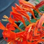 Crocosmia aurea Flor