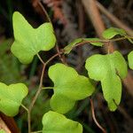 Lygodium microphyllum 葉