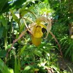 Phragmipedium longifolium Кветка