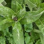 Centaurea montana برگ