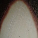 Placodiscus opacus Corteza