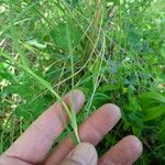 Geropogon hybridus Yaprak
