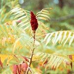 Rhus glabra Vaisius