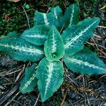 Goodyera oblongifolia عادت