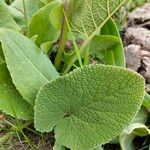 Phlomoides oreophila Folla