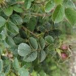 Rosa rubiginosa Leaf
