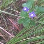 Scutellaria drummondii Yeri