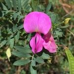 Tephrosia grandiflora Flower
