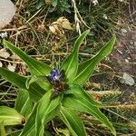 Gentiana cruciataFlor