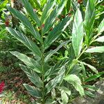 Alpinia vittata Συνήθη χαρακτηριστικά